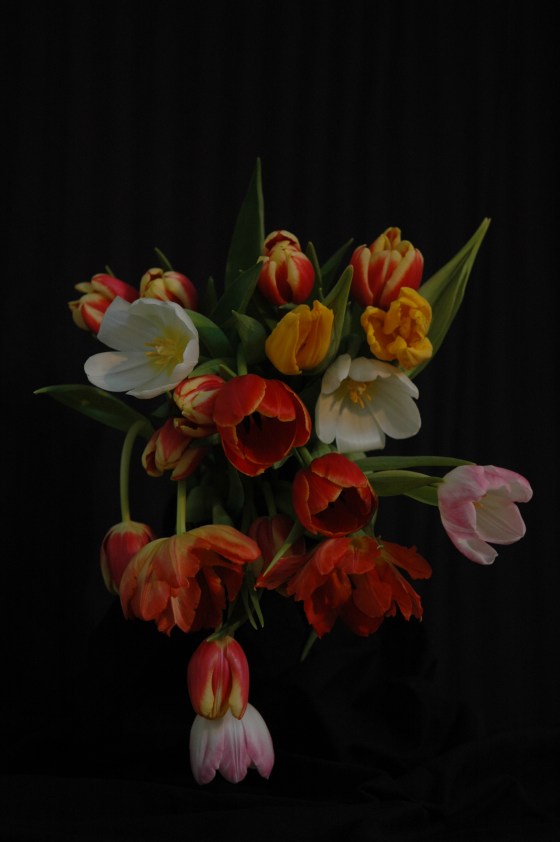 tulips_13 capricious
