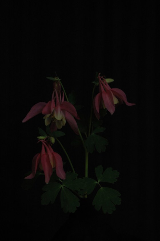 granny's nightcap_13