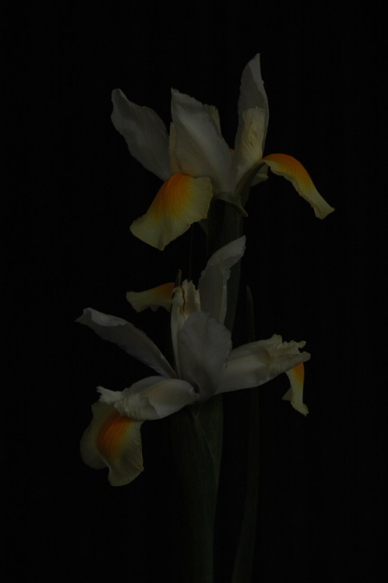 iris_13 white