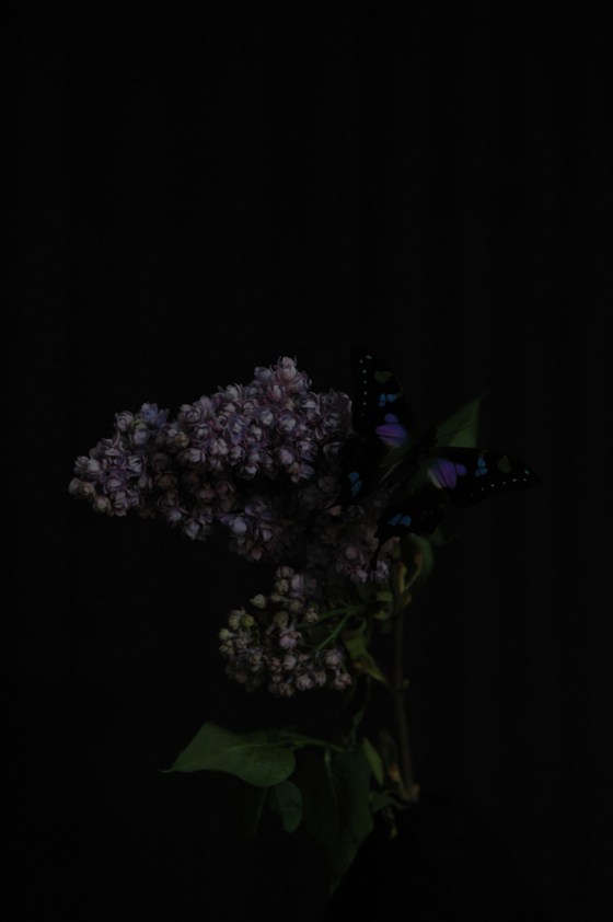 lilac & butterfly_13