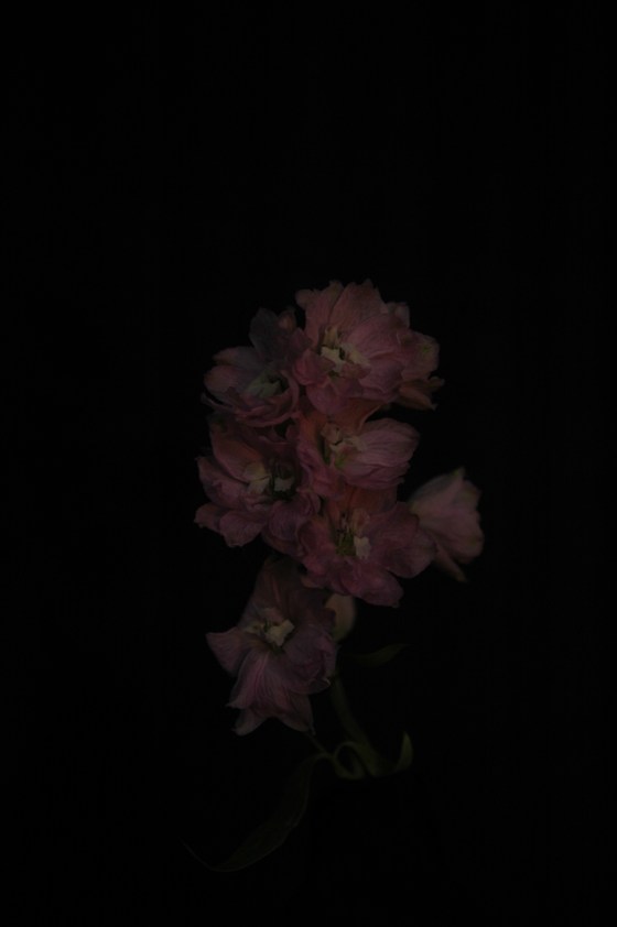 rocket-larkspur_13 rose