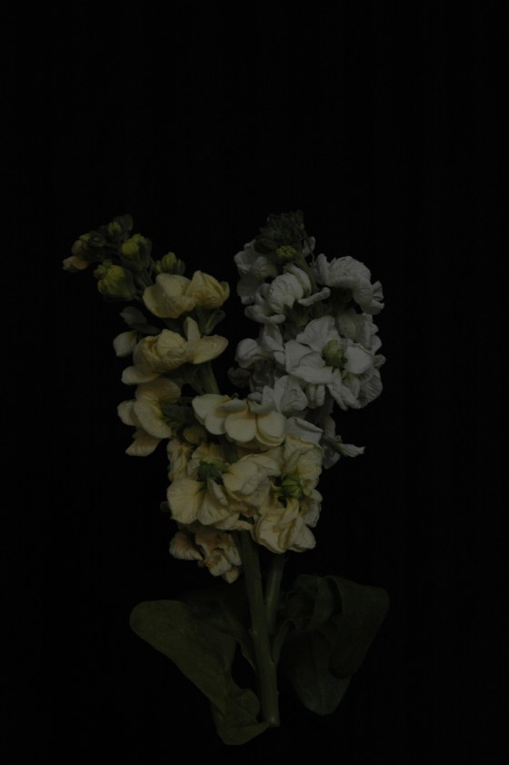 stock brompton_13 white