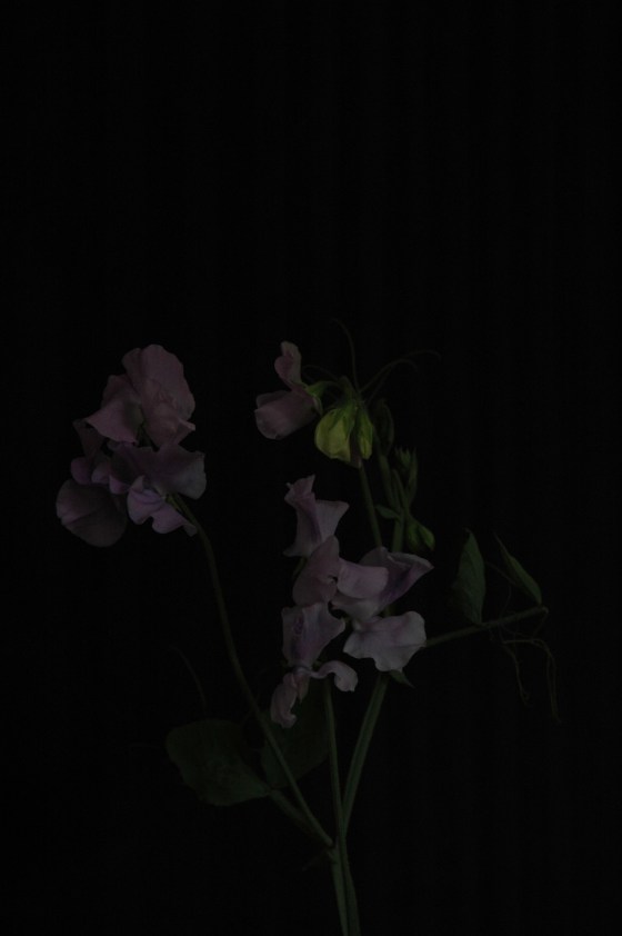 sweet pea_13 mauve