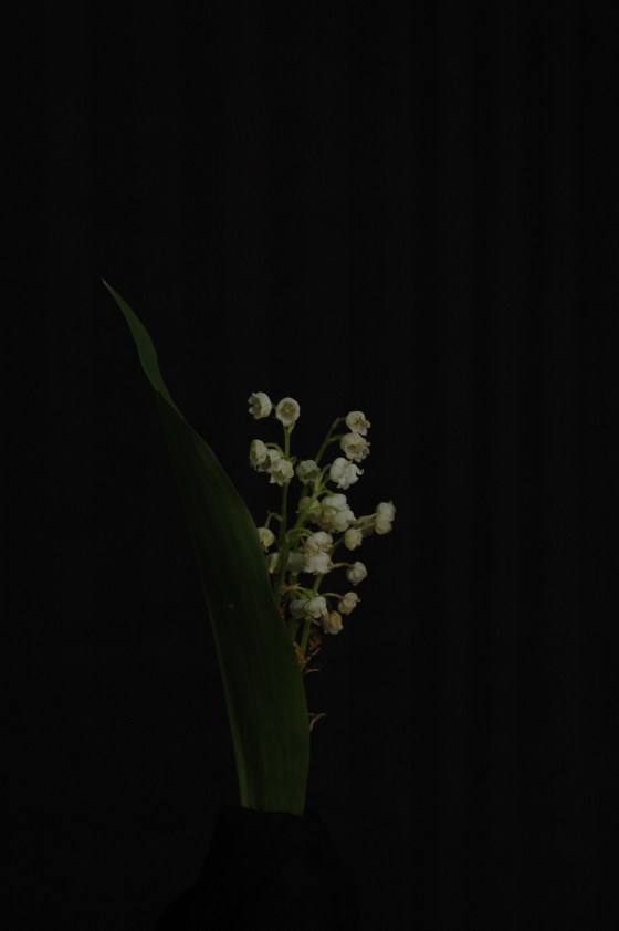 lilly of the valley_13