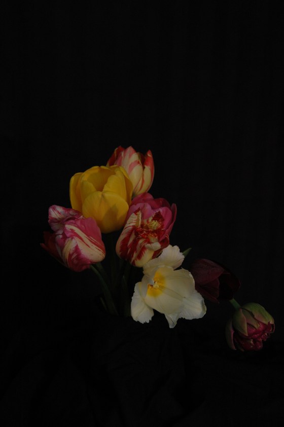 tulips_13 helter-skelter